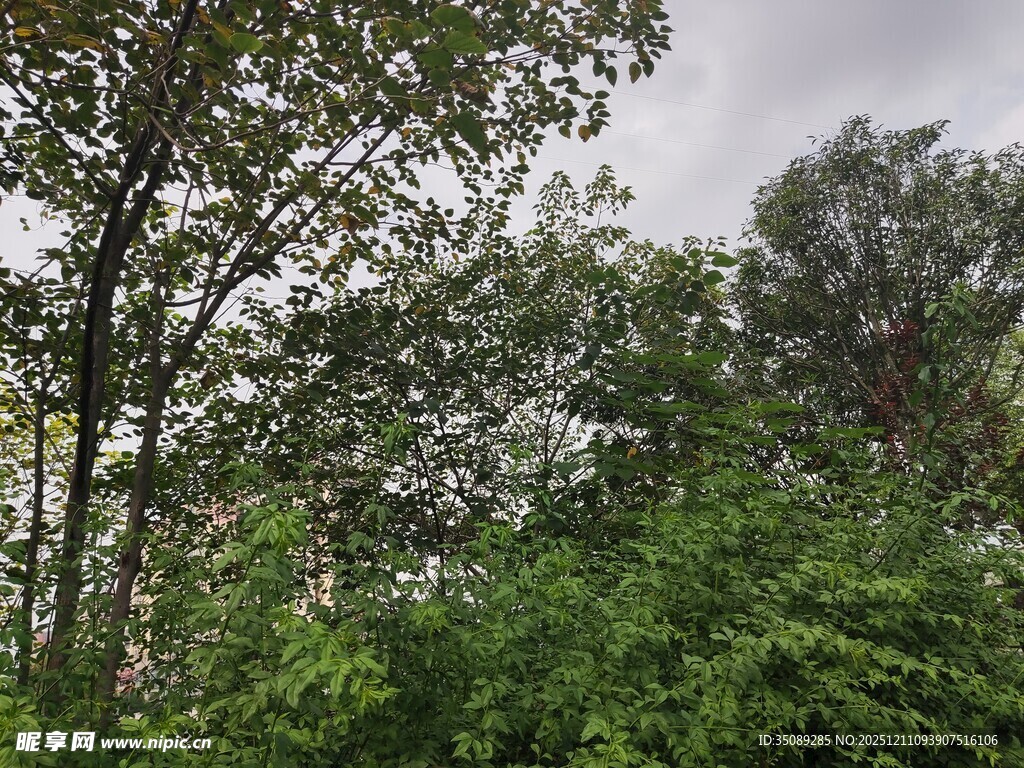 茂密树林中的繁茂绿植