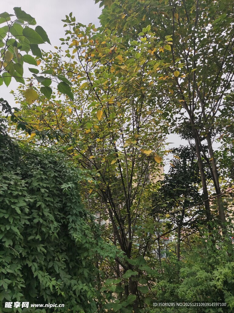 茂密树林中的繁茂植被