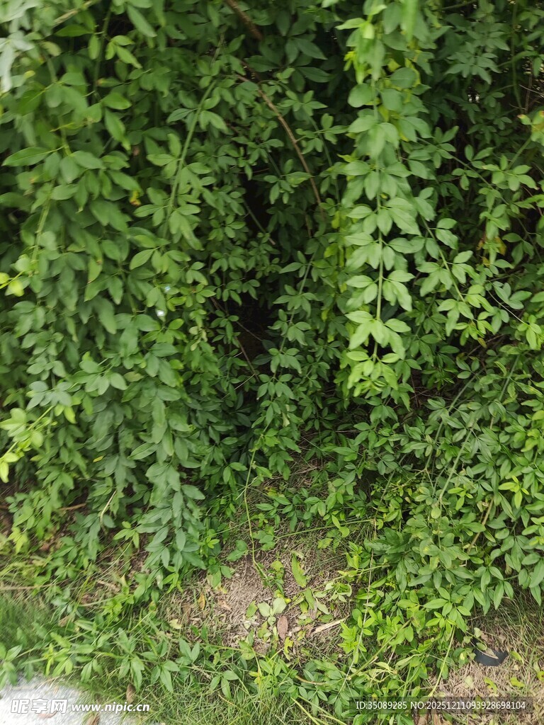 翠绿藤蔓覆盖的墙面