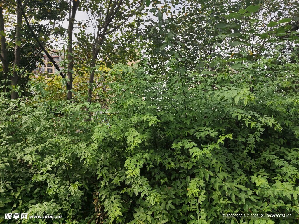 繁茂绿植景观