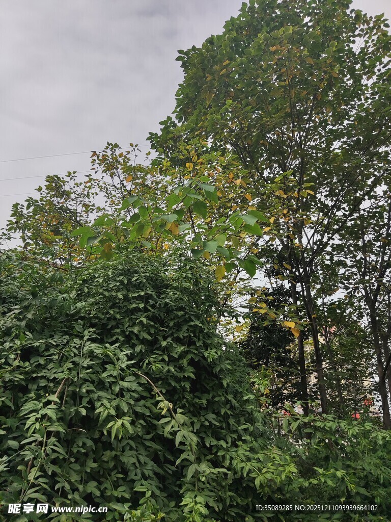 繁茂绿植展现自然生机