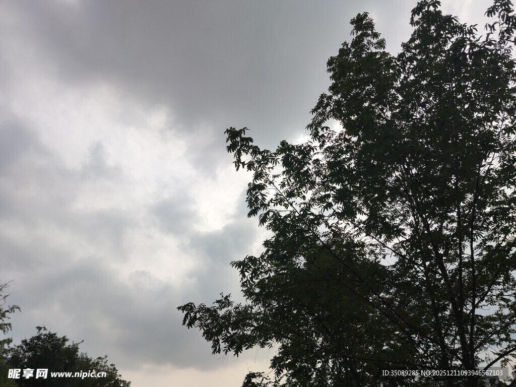 阴天中的树木剪影