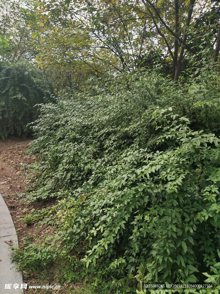 路边繁茂绿植景象