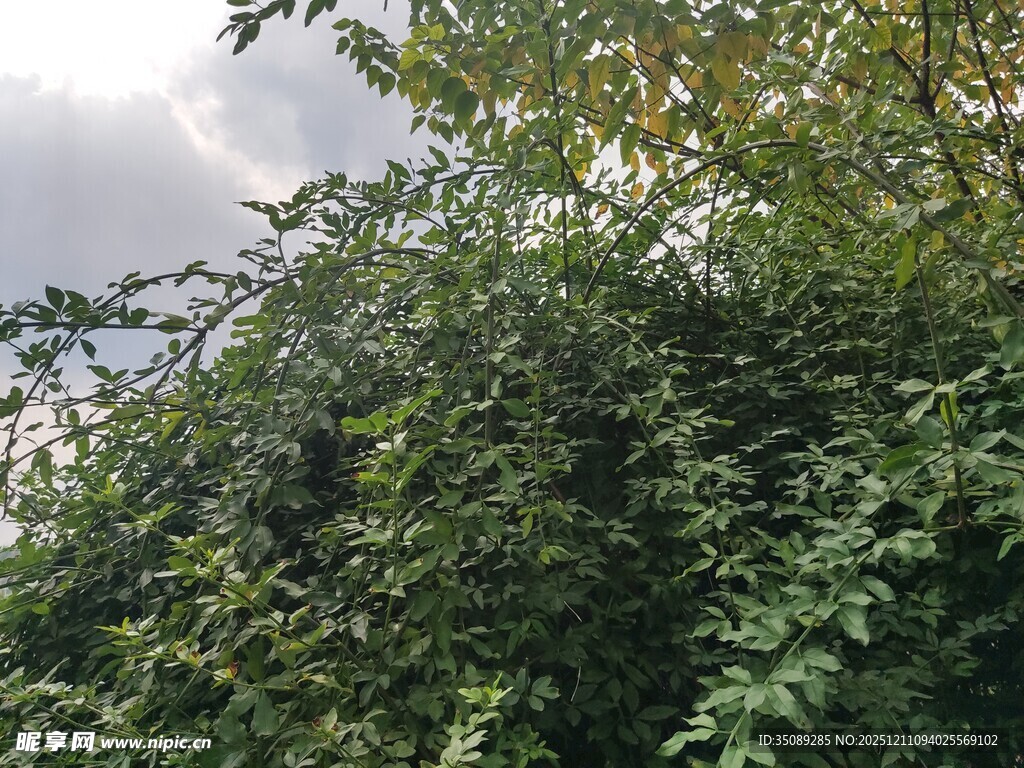 繁茂绿植展现自然生机