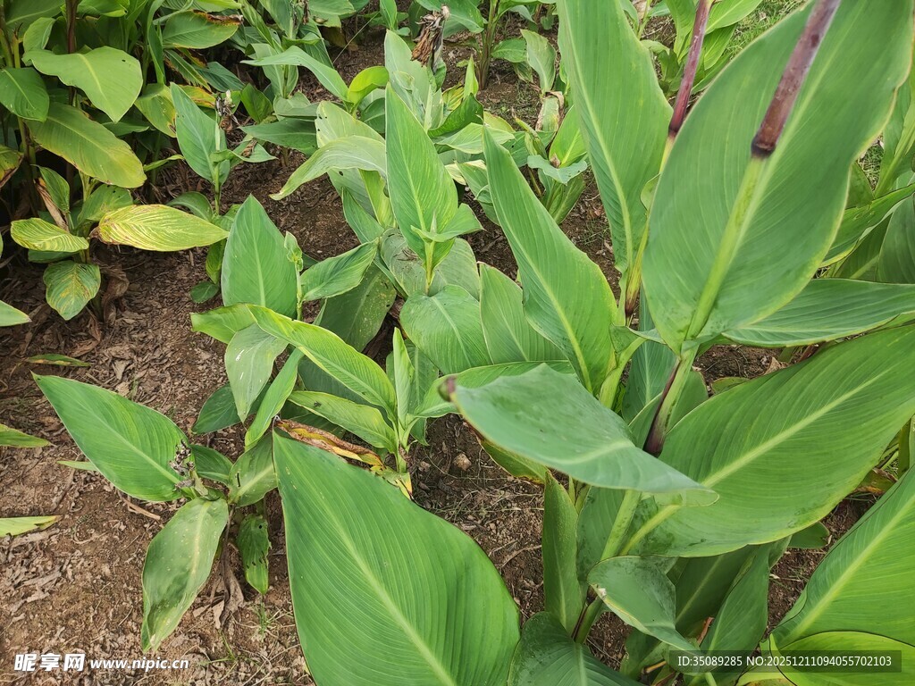 翠绿植物生机盎然