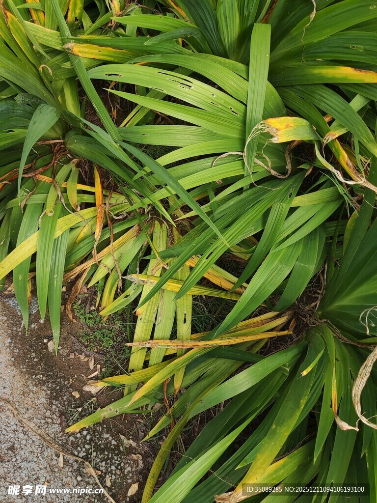 翠绿带黄的植物叶片