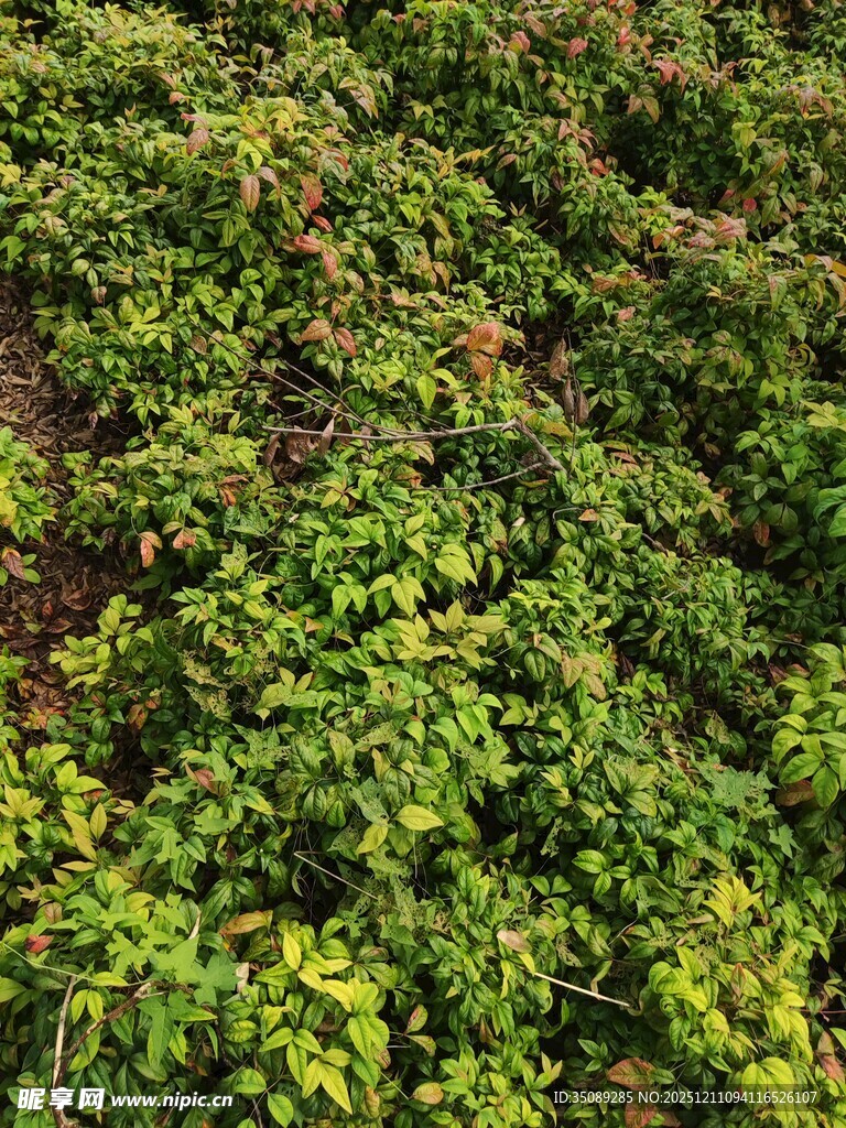 翠绿繁茂的爬藤植物