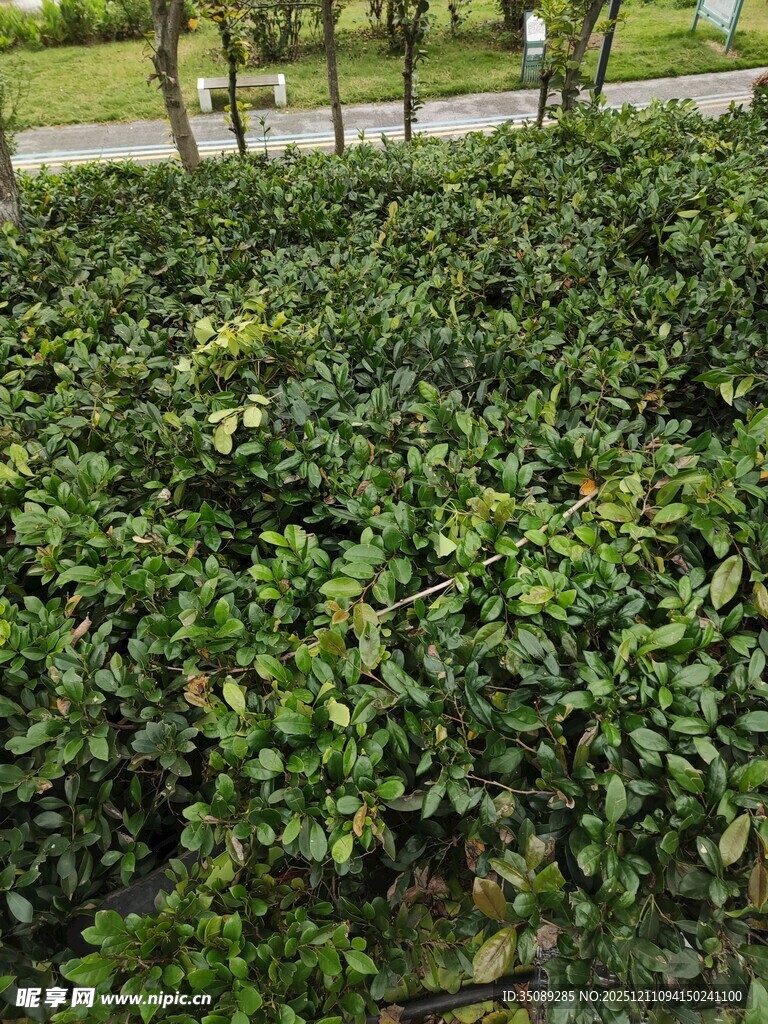 茂密绿植景观