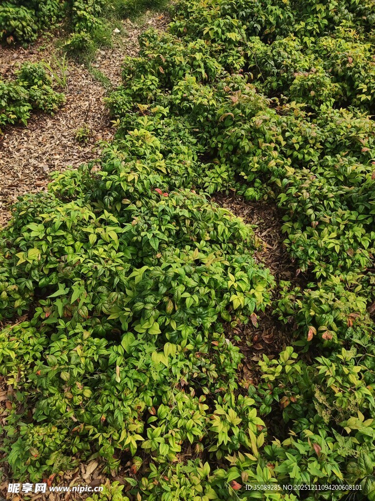 俯瞰翠绿繁茂的植物群落