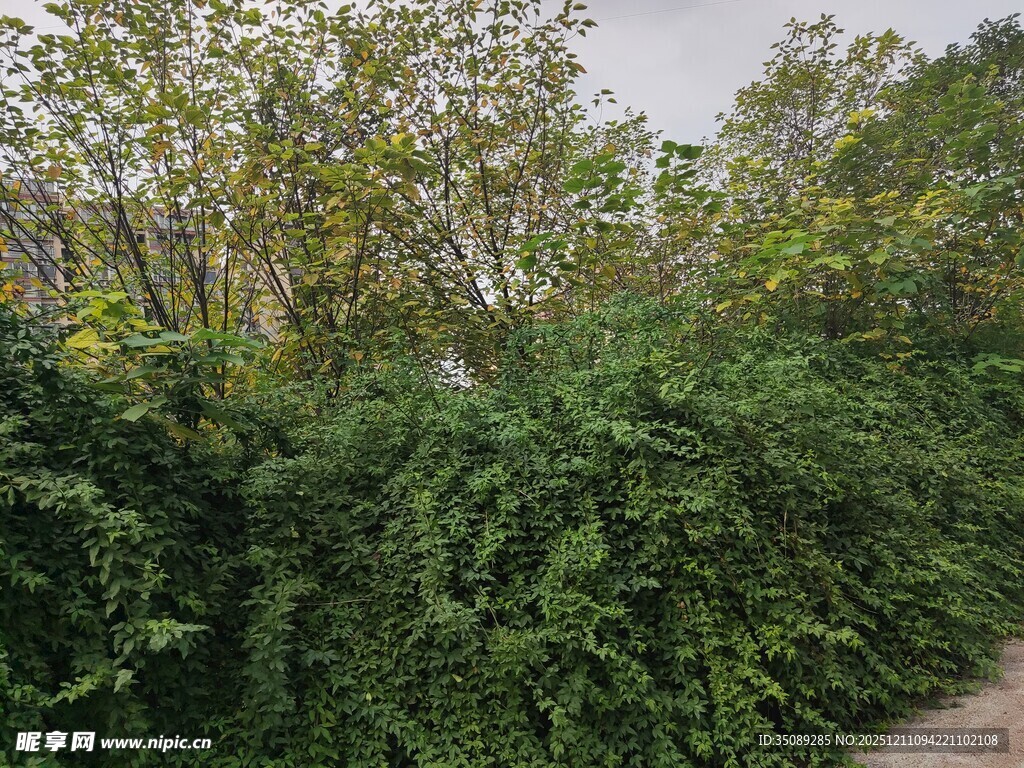 路边繁茂绿植景观