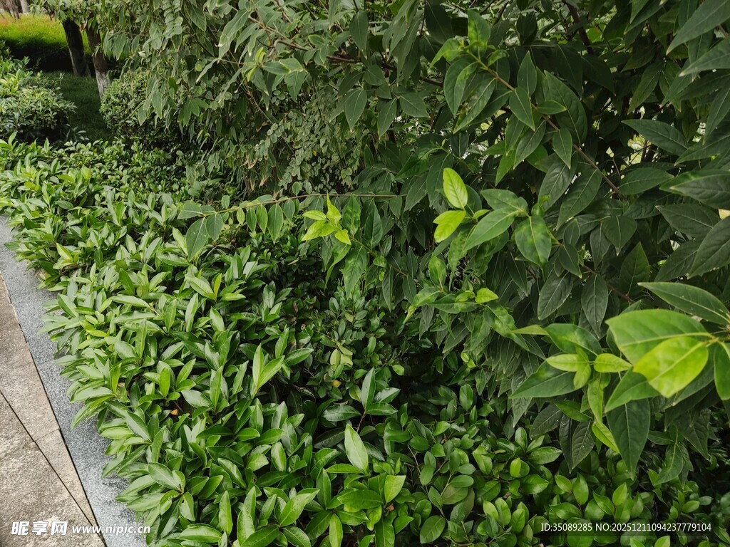 路边繁茂绿植景观