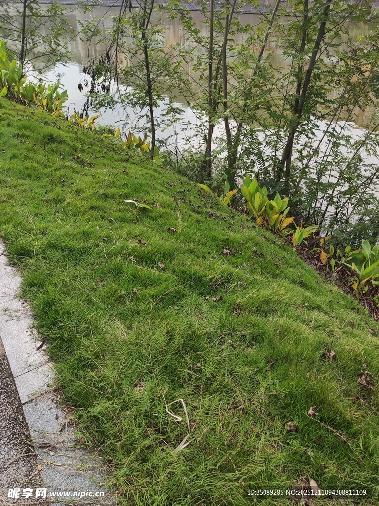 春日小径旁的翠绿草地