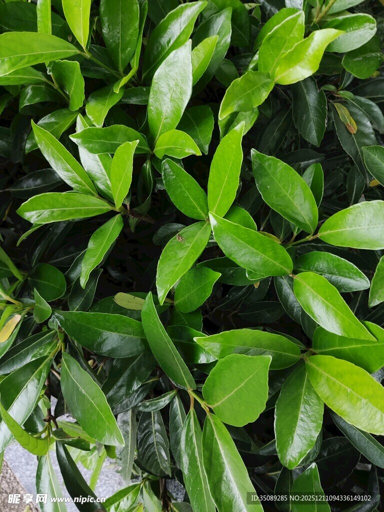 翠绿叶片的清新植物