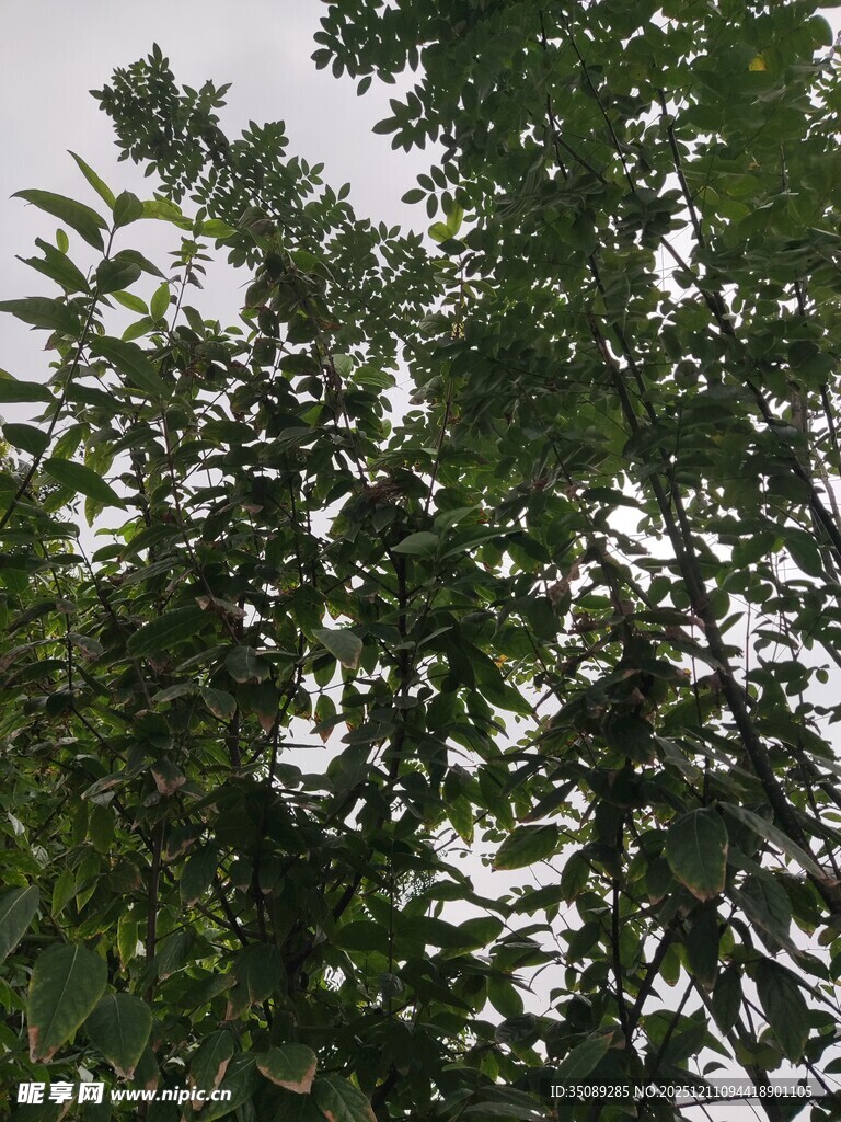 枝叶繁茂的绿树