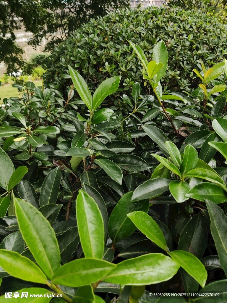 翠绿繁茂的灌木丛景观