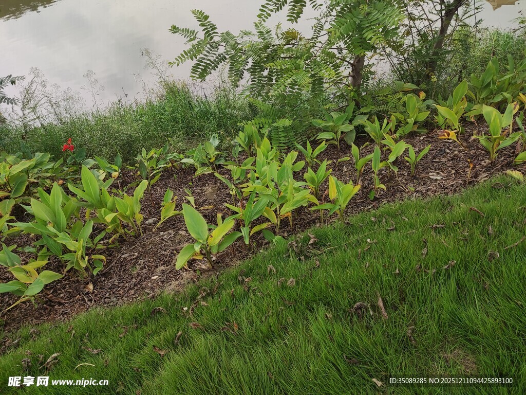 田边绿意盎然的植物景观