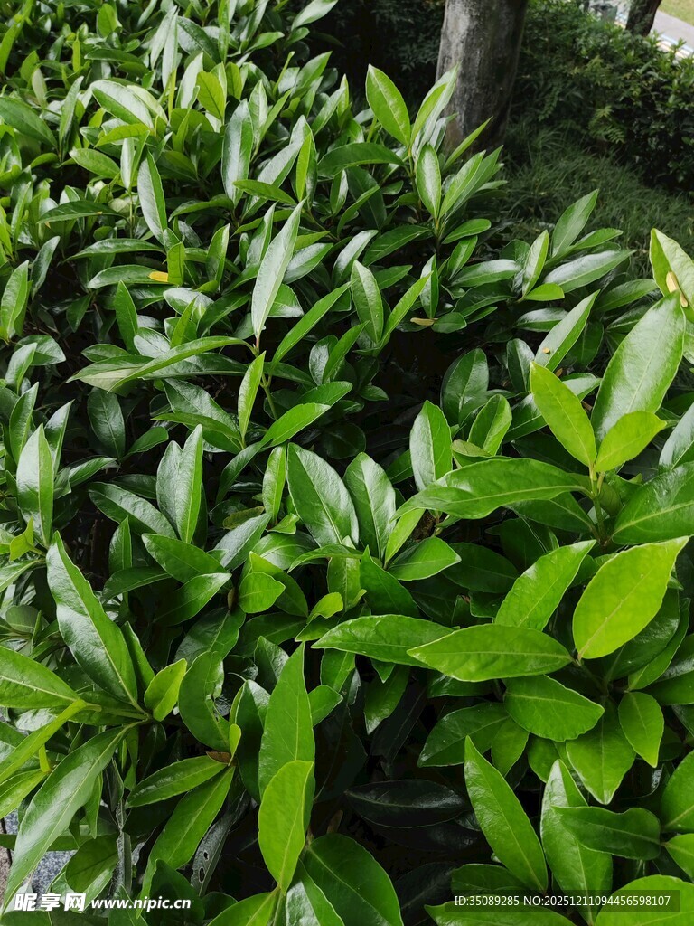 茂密绿叶植物景观