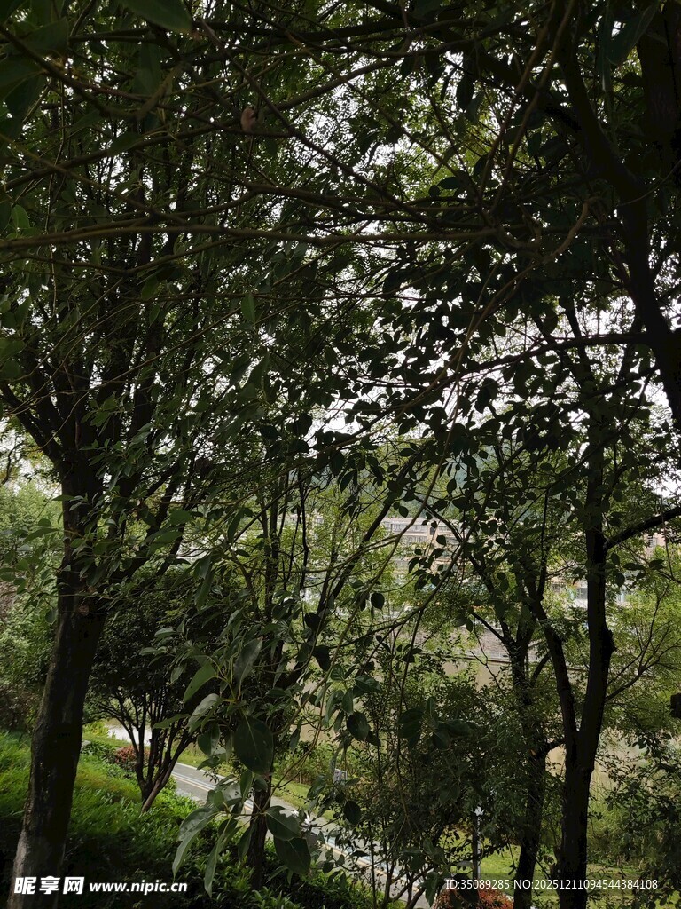 林间绿意盎然的自然景致