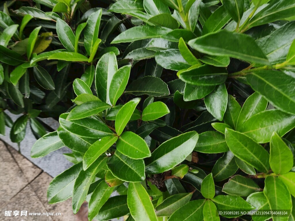 翠绿繁茂的观叶植物