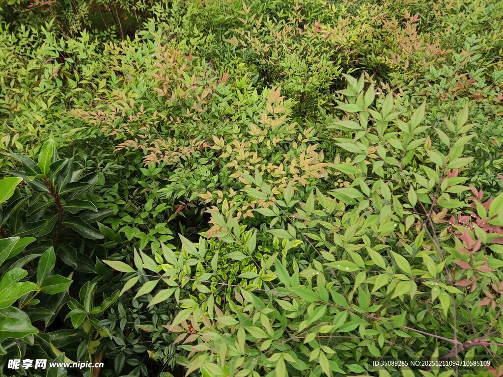 繁茂绿植景观