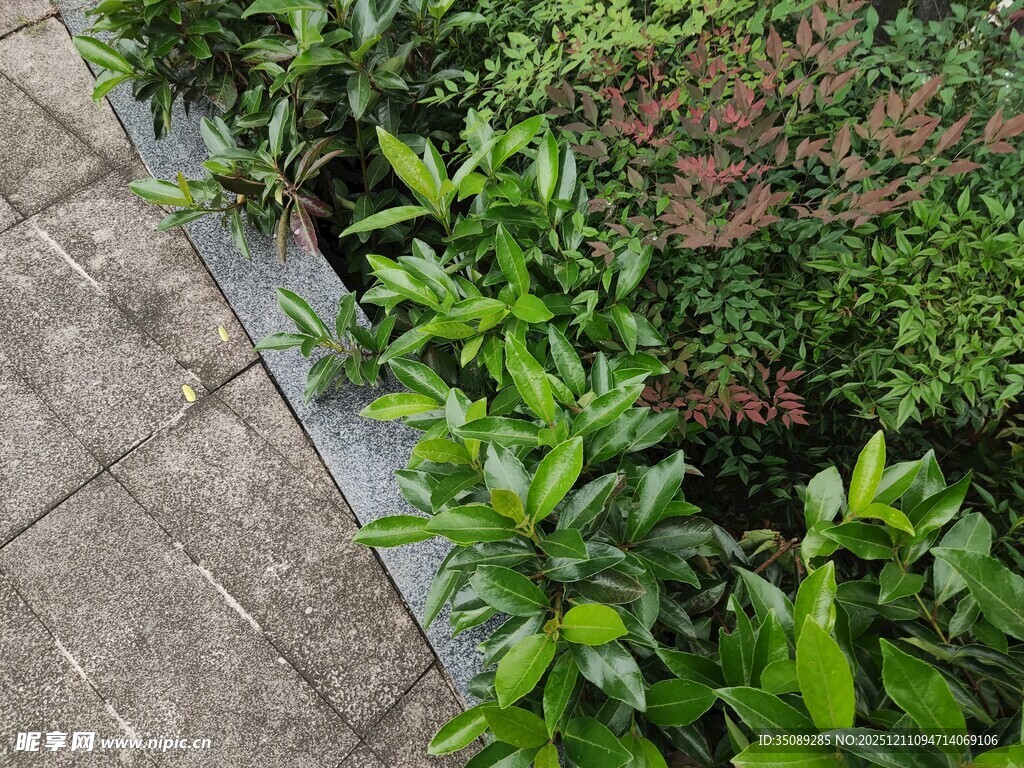 路边绿植景观