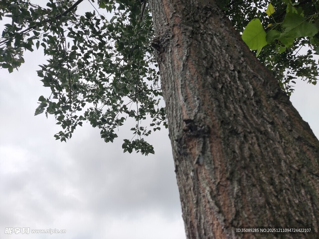 仰视粗壮树干与枝叶