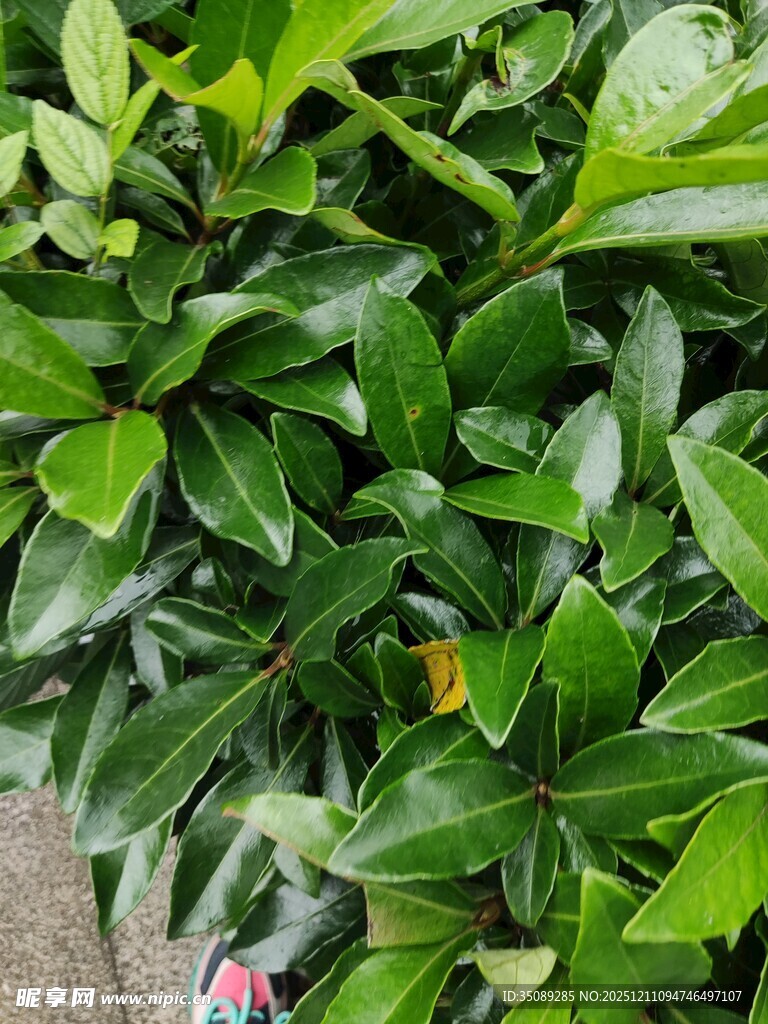 翠绿繁茂的植物叶片