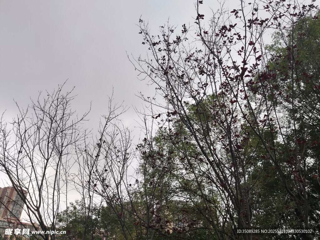 阴天中的树木景观