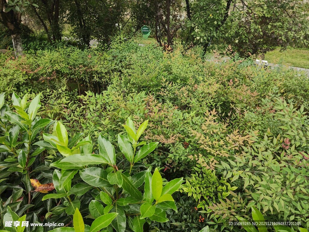 繁茂绿植景观