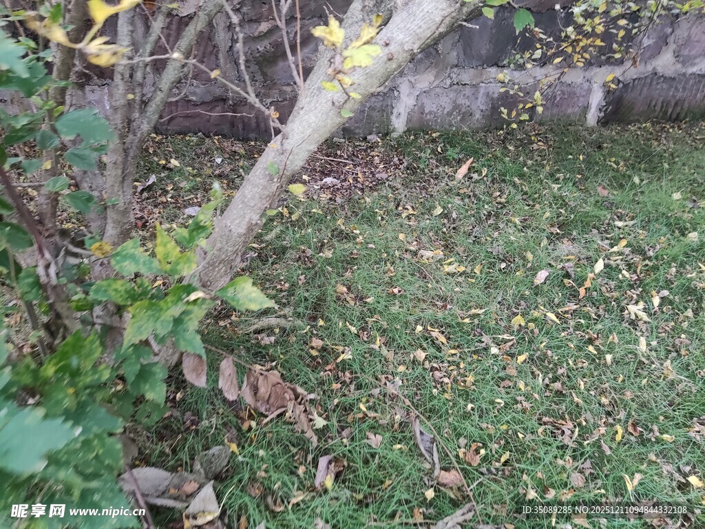 户外草地旁的树木景象