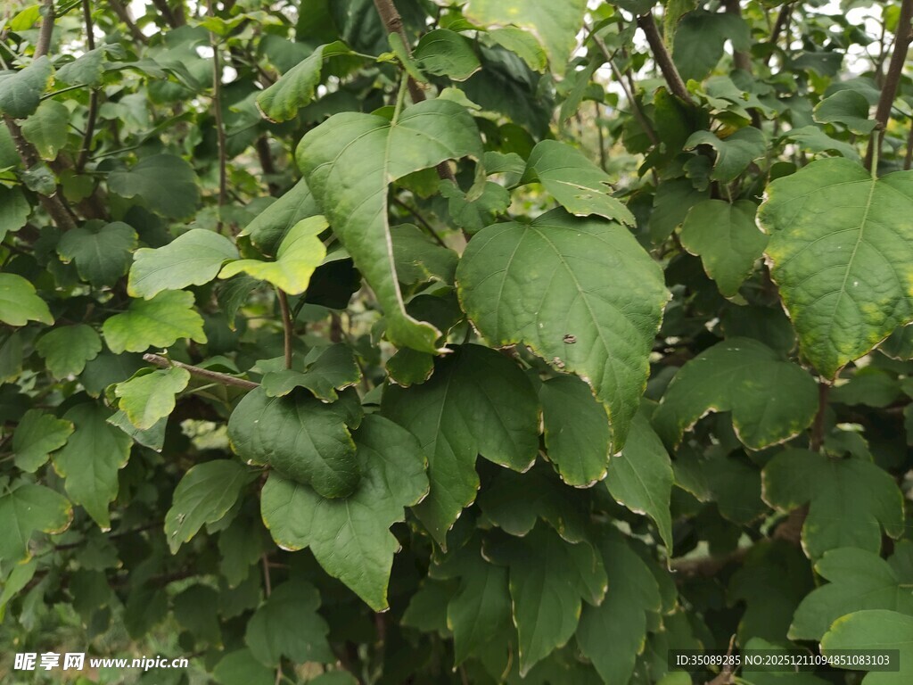 绿叶繁茂的植物景象