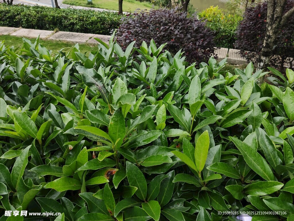 翠绿繁茂的植物景观