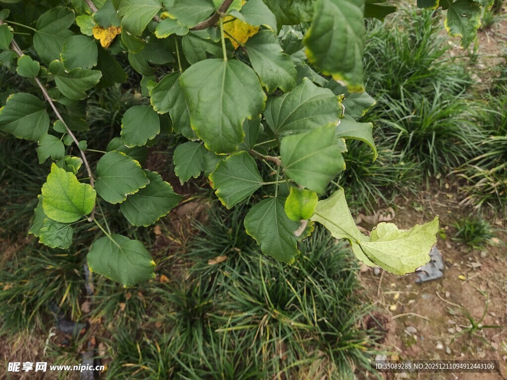 绿叶黄花的地面植物景观
