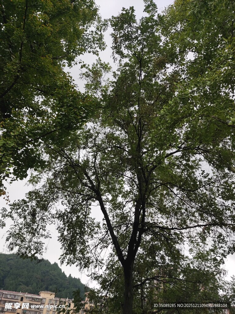 夏日绿树枝叶繁茂