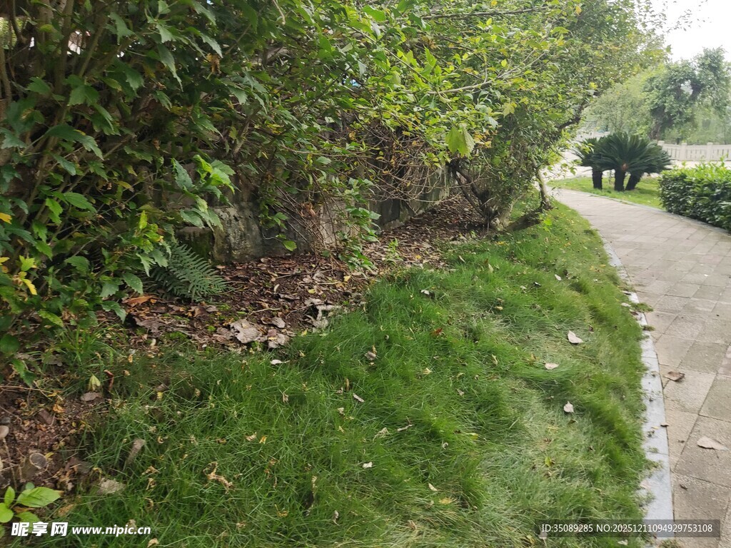 路边绿意盎然的草地与植被