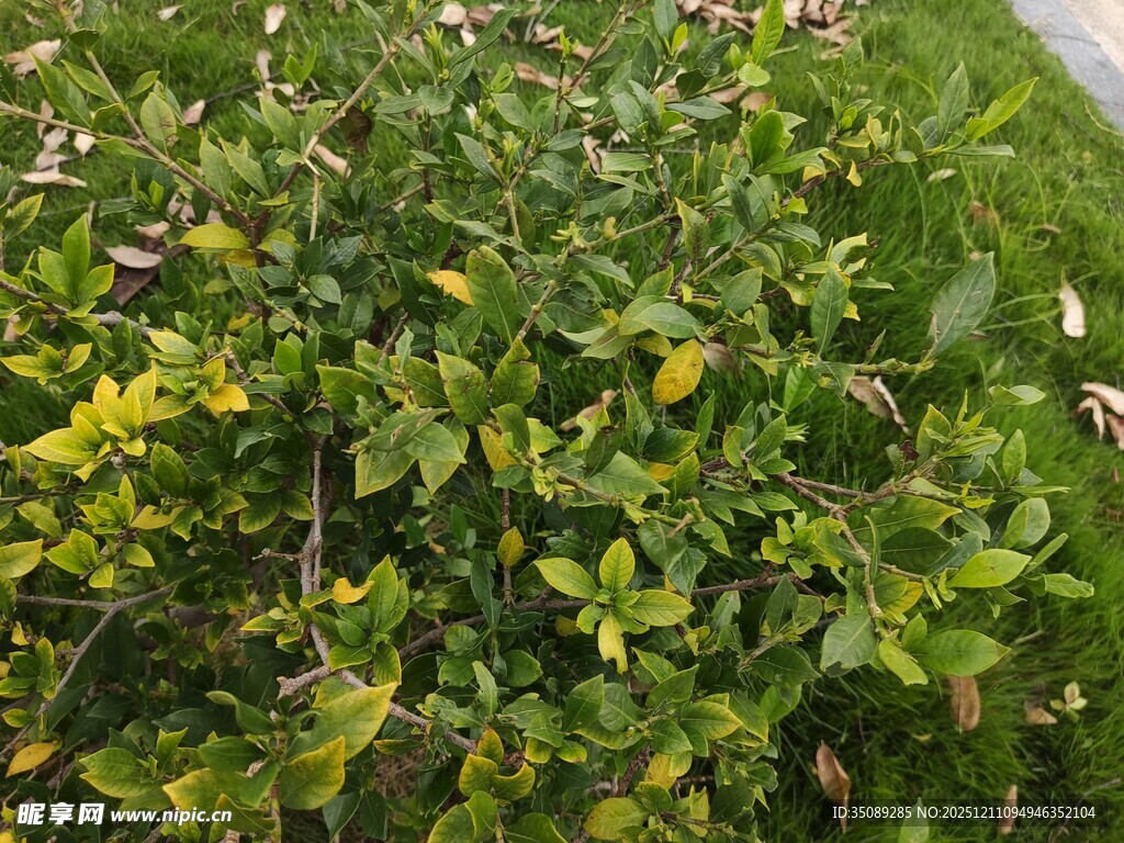 绿意盎然的植物景观