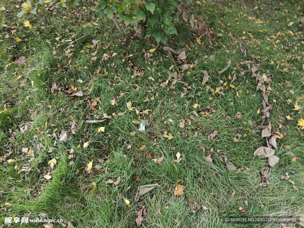 地面上的绿草与散落枯叶