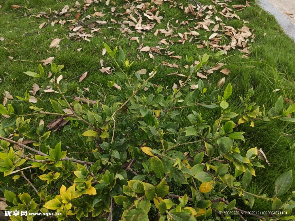 草地中的多样绿植与落叶