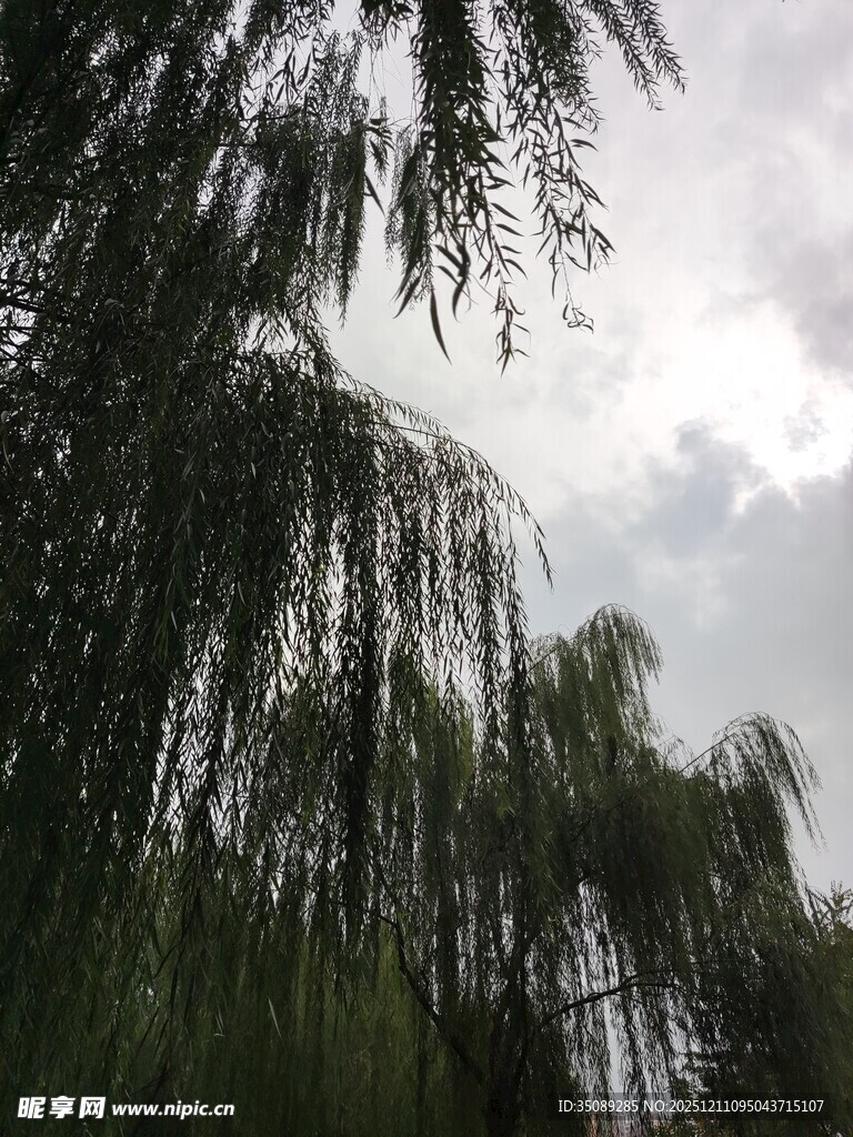 垂柳依依天际云影相伴