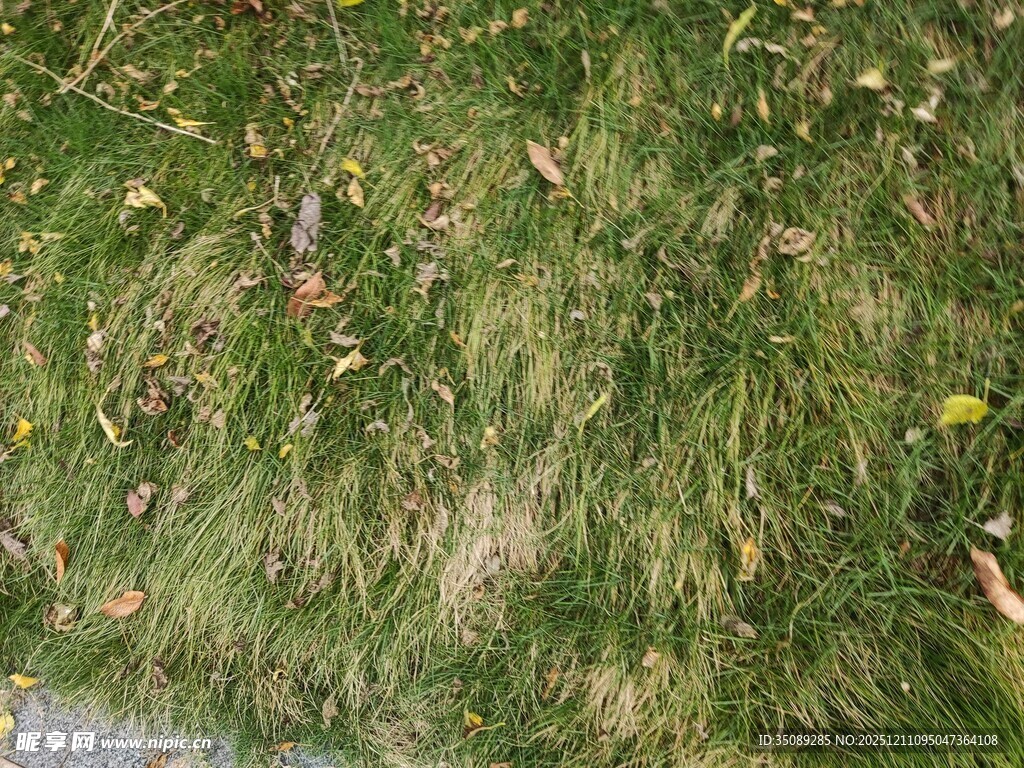 翠绿草地中的黄色小花