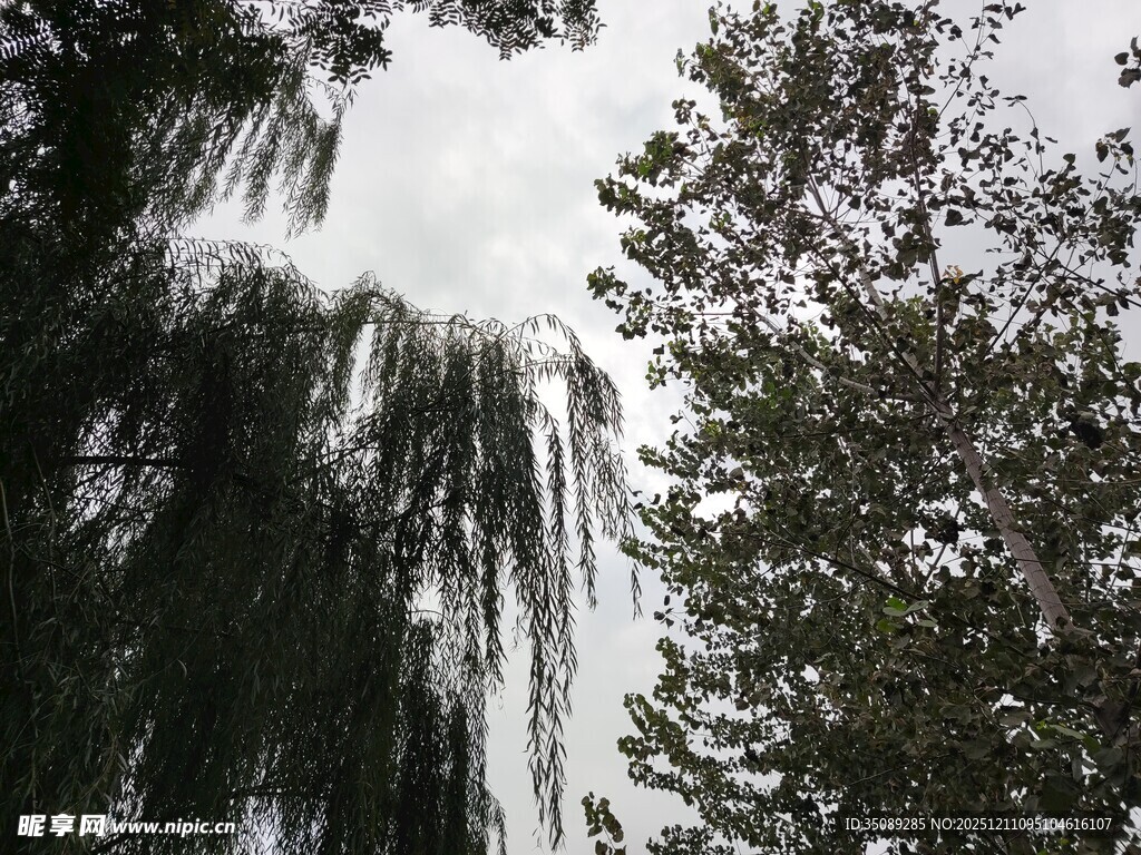 垂柳与绿树映衬的天空