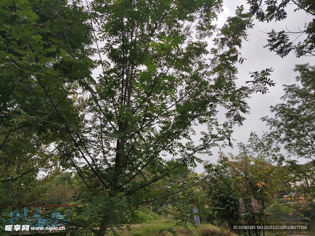 户外繁茂绿树景观