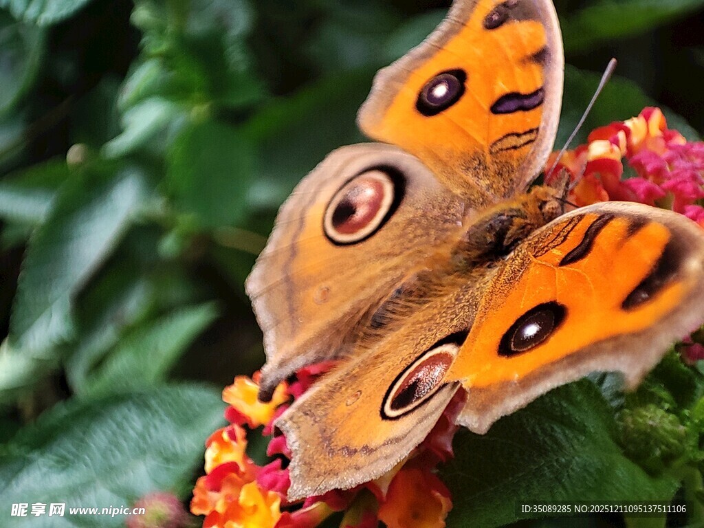 橙蝶停驻繁花间