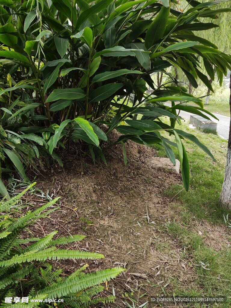 户外绿植景观一角