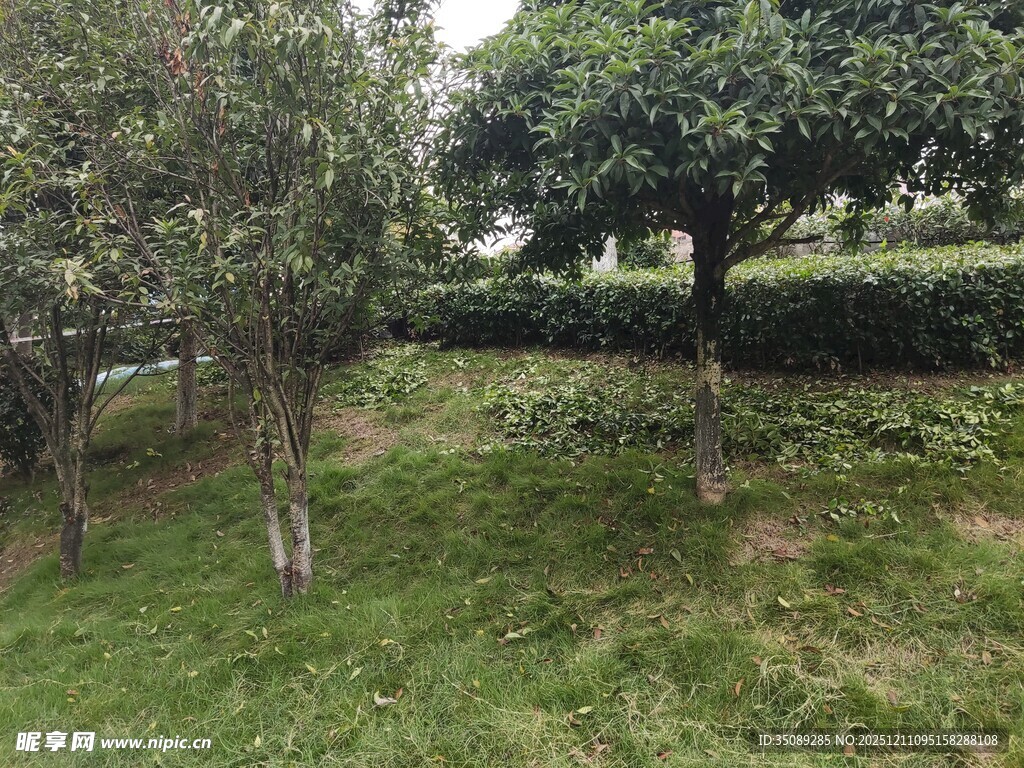 绿意盎然的户外树木景观