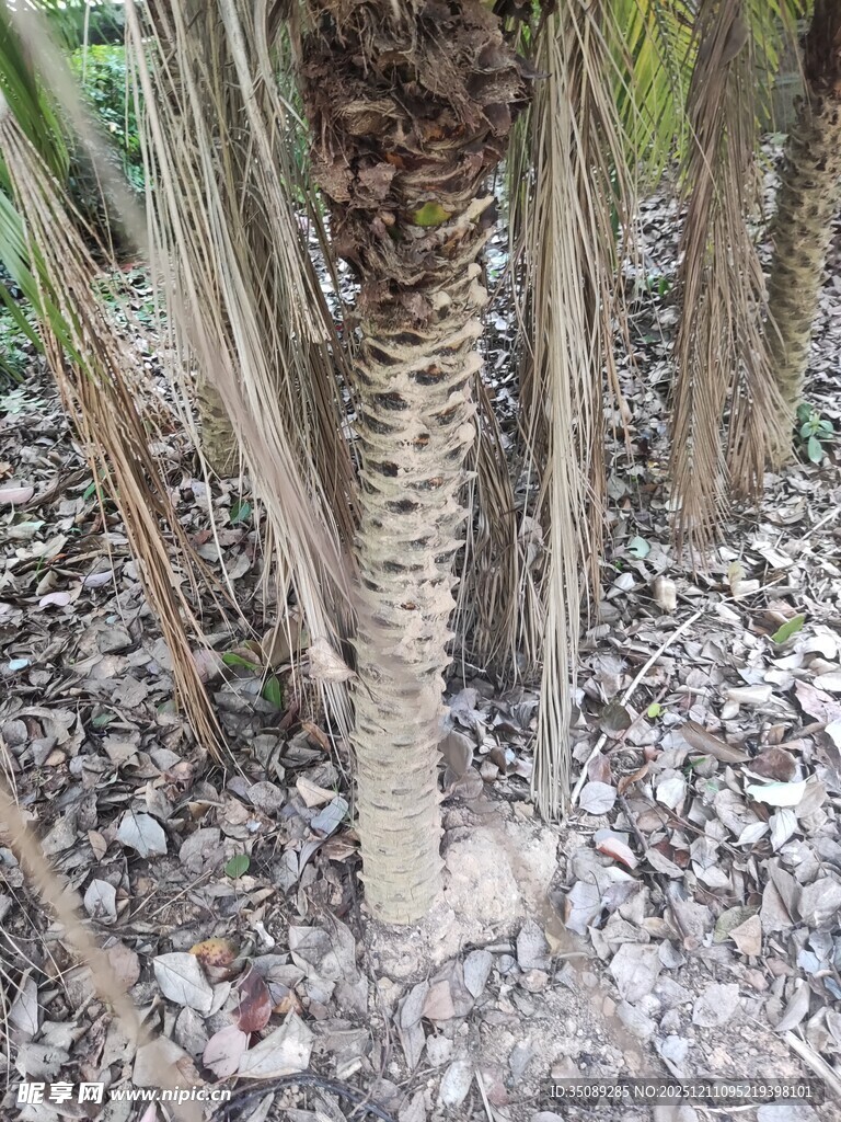 棕榈树树干近景