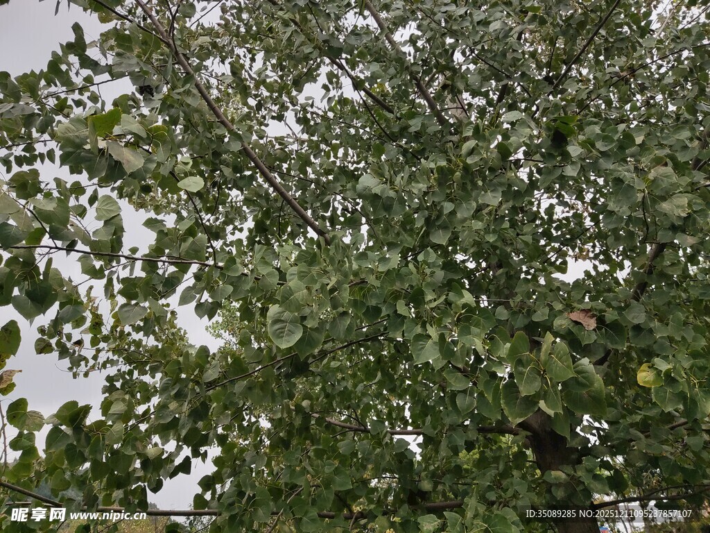 绿叶繁茂的树木