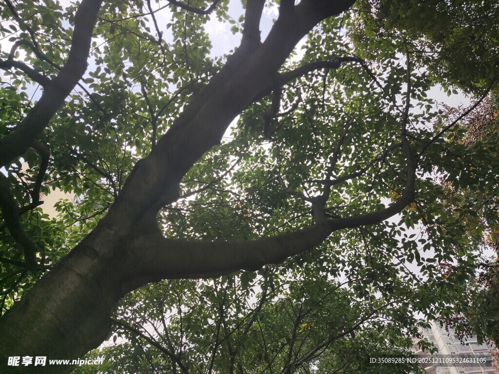 繁茂大树展现自然生机