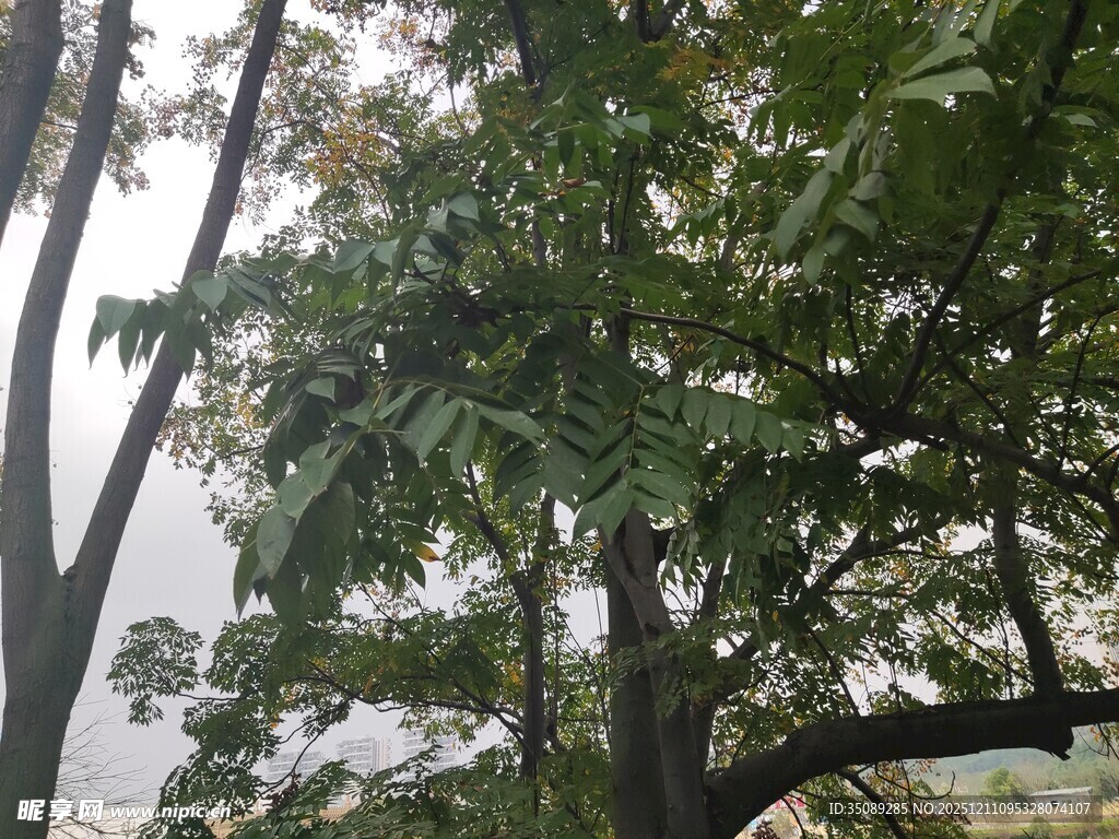 繁茂绿树展现自然生机