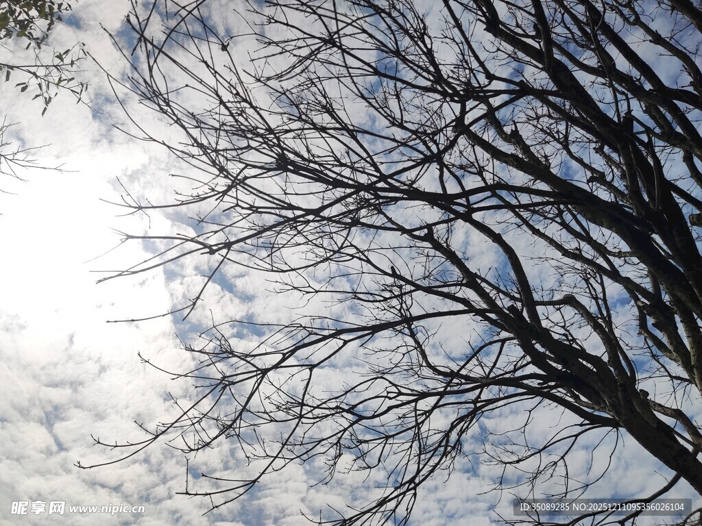 冬日树枝与天空光影
